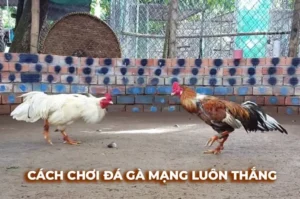 Cách Chơi Đá Gà Sabong Tại Hitclub Cho Người Mới Bắt Đầu​